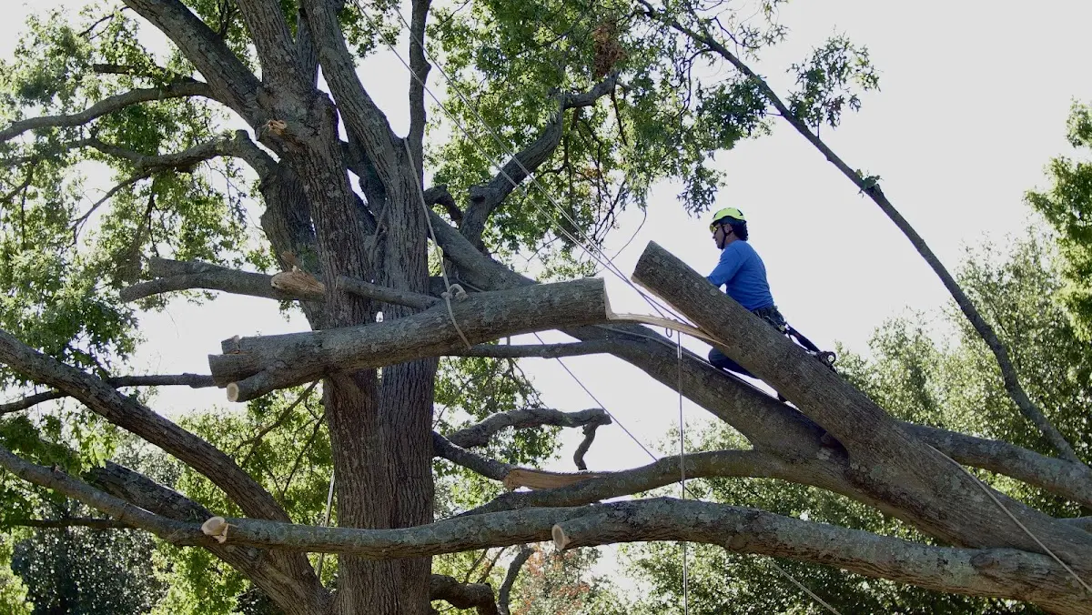Professional Hazardous Tree Removal performed by certified arborists in Sabine